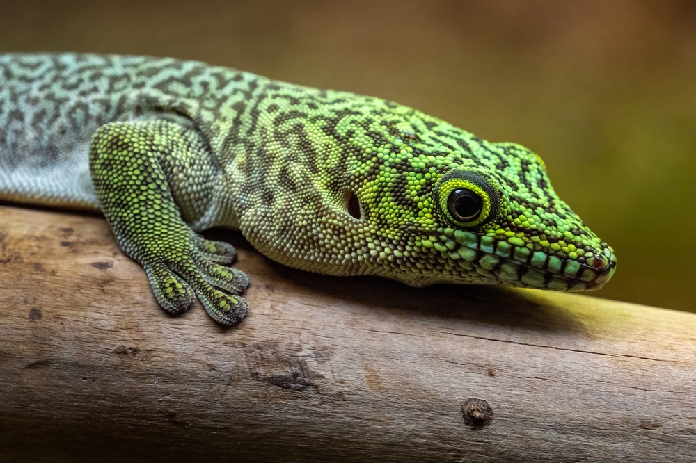 Standings day gecko Phelsuma standingii