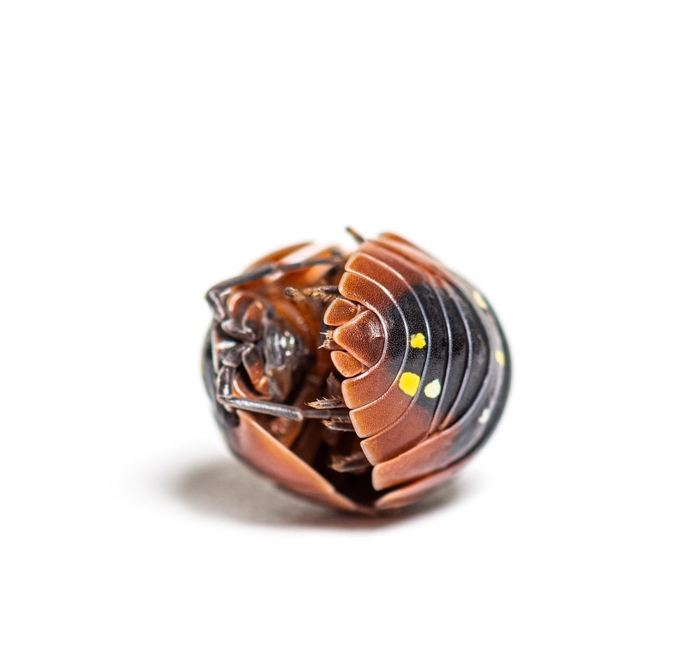 A clow isopod. A pretty but expensive custodian for bioactive enclsoures