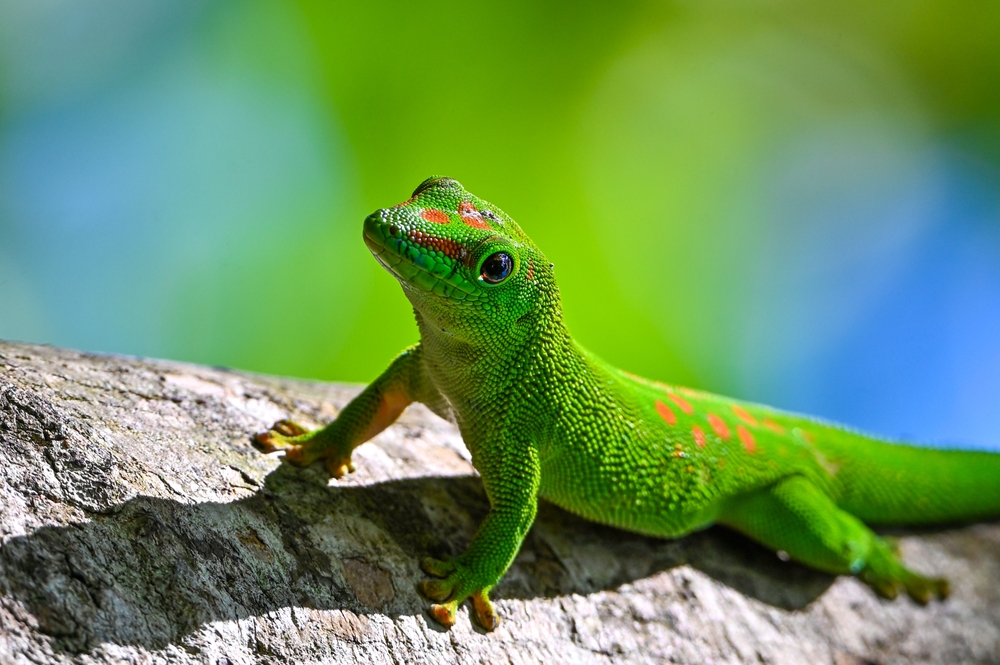 Giant Day Gecko(Phelsuma grandis)