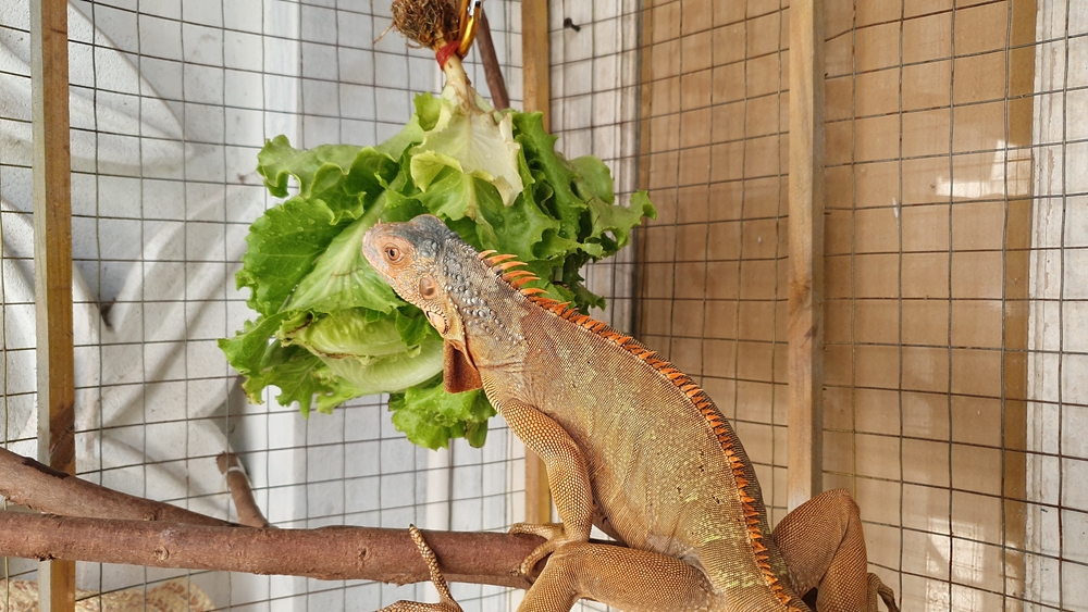 Juvenile green iguana