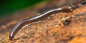 Millipede (Diplopoda)
