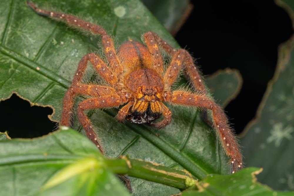 Heteropoda davidbowie
