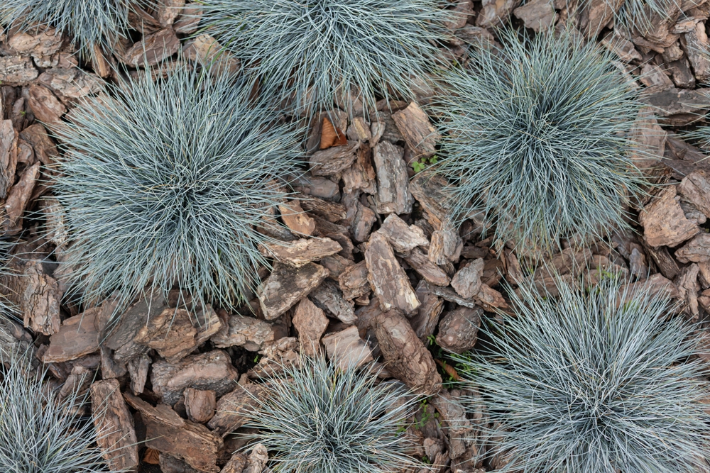 Dwarf blue grass (Festuca glauca) is great for arid bioactive setups.