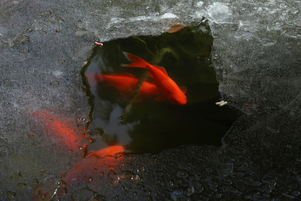 Pond fish in a winter pond