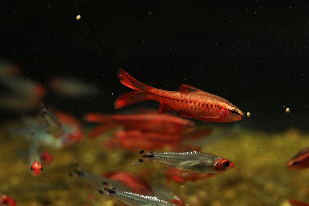 A rummy tetra feeds on sinking fish food.