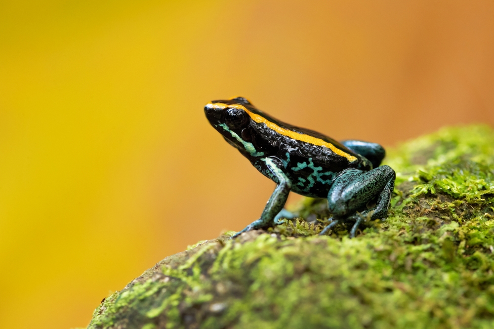 Lovely Poison Frog Phyllobates vittatus