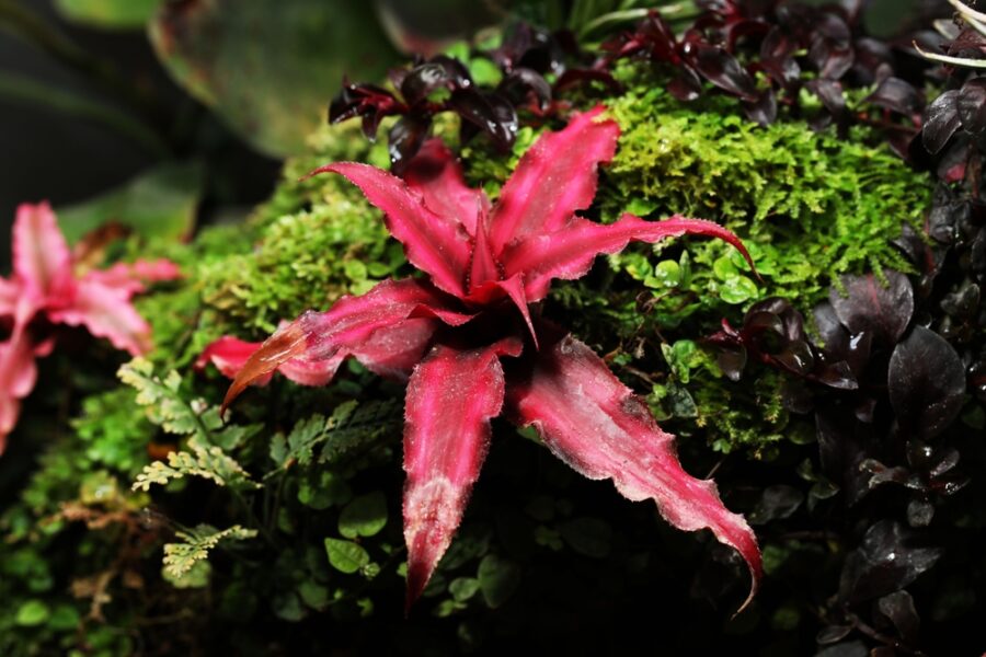 The Best Plants For a Poison Dart Frog Terrarium | EK Magazine - Best Plants For A Poison Dart Frog Terrarium