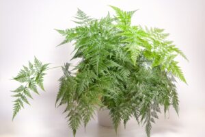 Davallia Fern (Rabbit's Foot Fern) ideal for red-eyed crocodile skinks