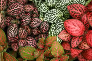 Fittonia (Nerve Plant) ideal for red-eyed crocodile skinks