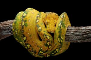 Juvenile green tree python