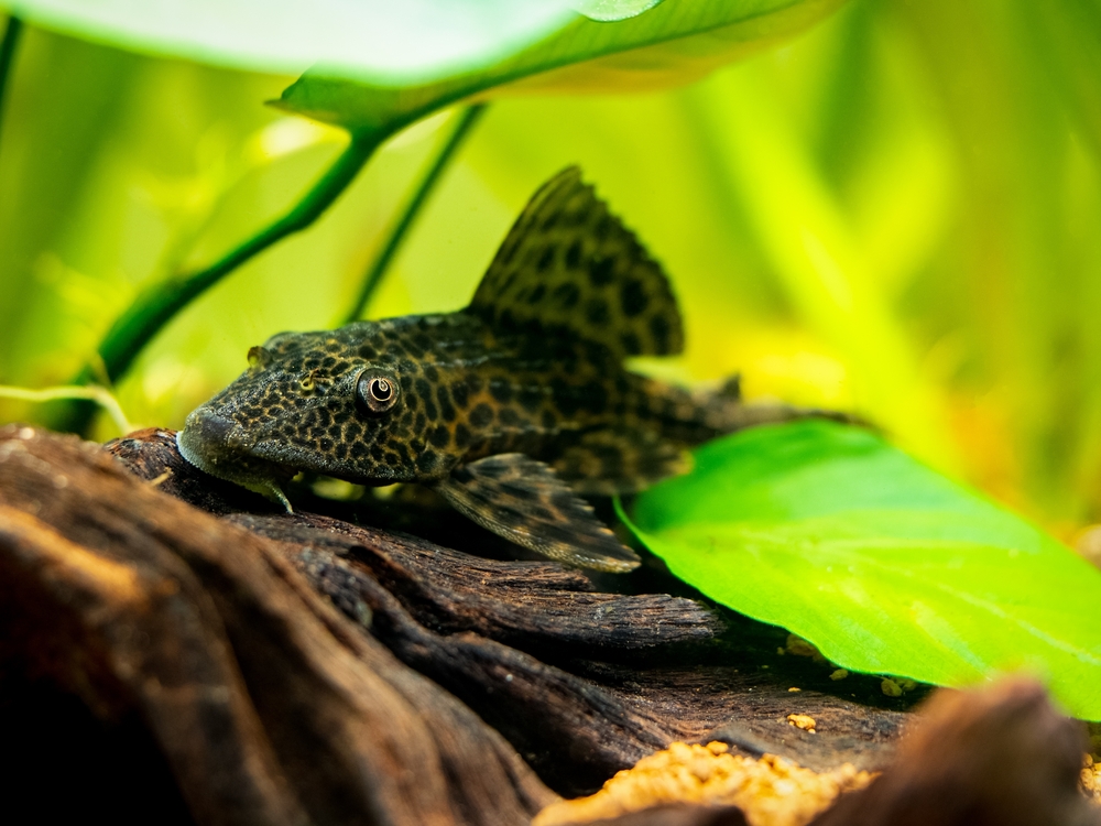 Catfish are generally bottom feeding fish.