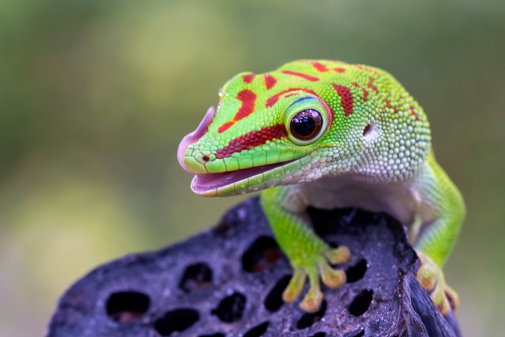 Madagascan Day Gecko