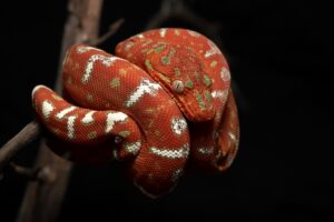 Juvenile emerald tree boa