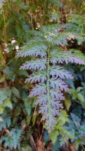 Selaginella Willdenowii (Peacock Fern) ideal for red-eyed crocodile skinks