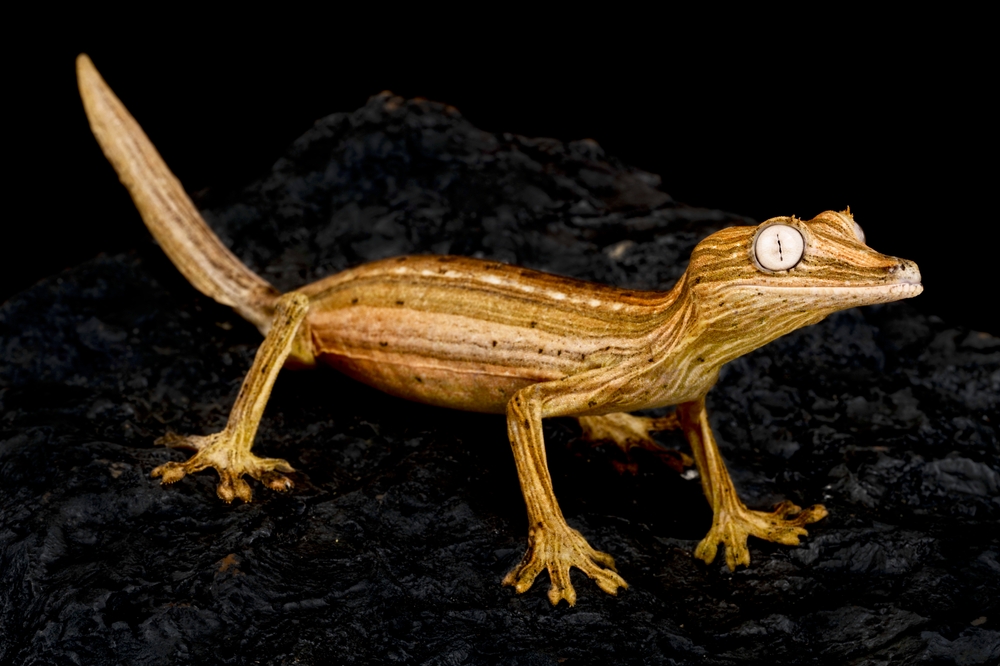 Lined leaf-tailed gecko (Uroplatus lineatus)