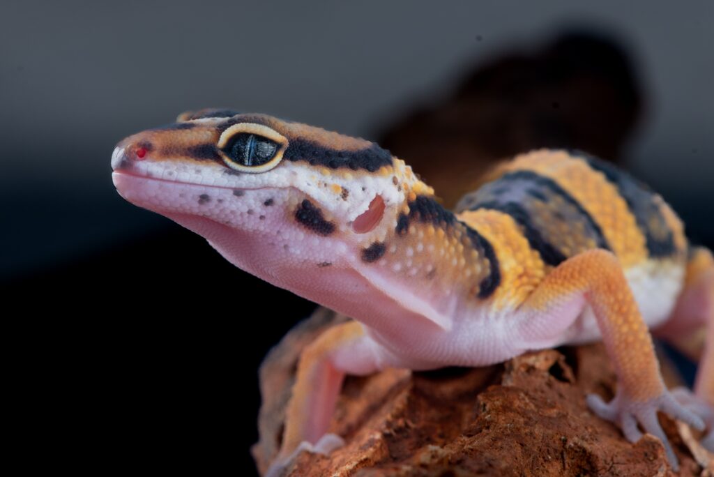 Juvenile leopard gecko (Eublepharis macularius)