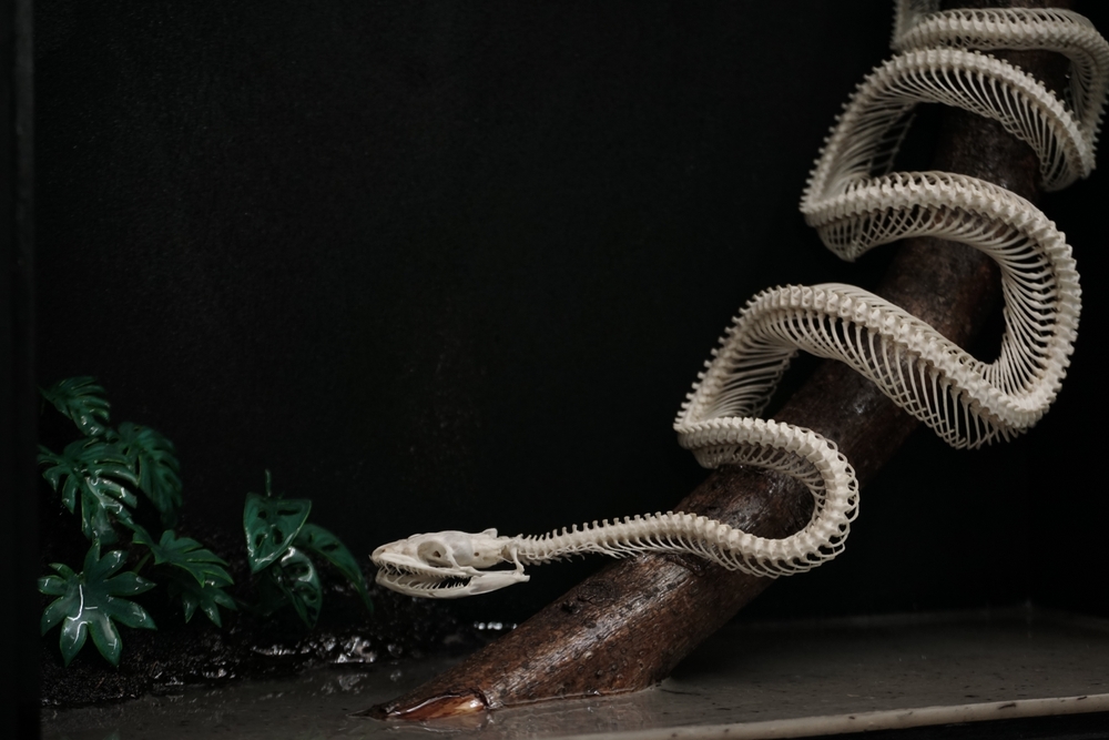 A snakes skeleton