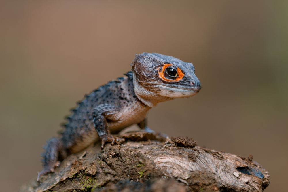 Red-eyed crocodile skink (Tribolonotus gracilis)