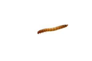 Mealworm (Tenebrio molitor)