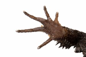 Male red-eyed crocodile skink's hind foot