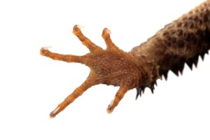 Female red-eyed crocodile skink's hind foot