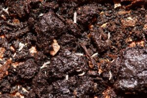 Springtails (Collembola spp.)