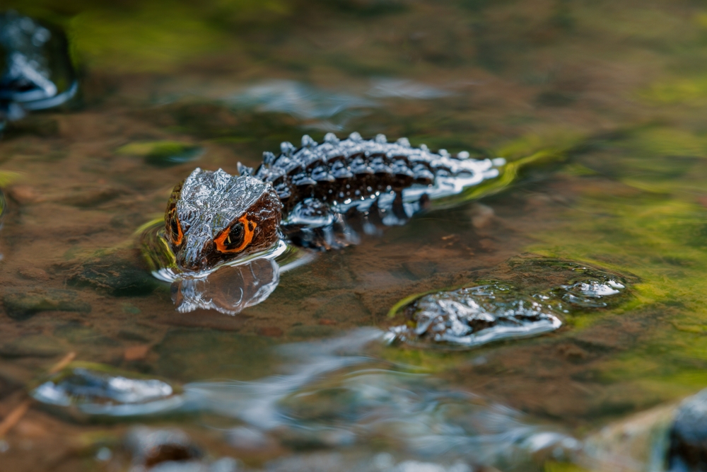 Partially submerged red-eyed crocodile skink