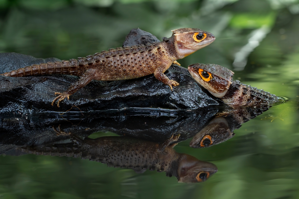 A pair of red-eyed crocodile skinks