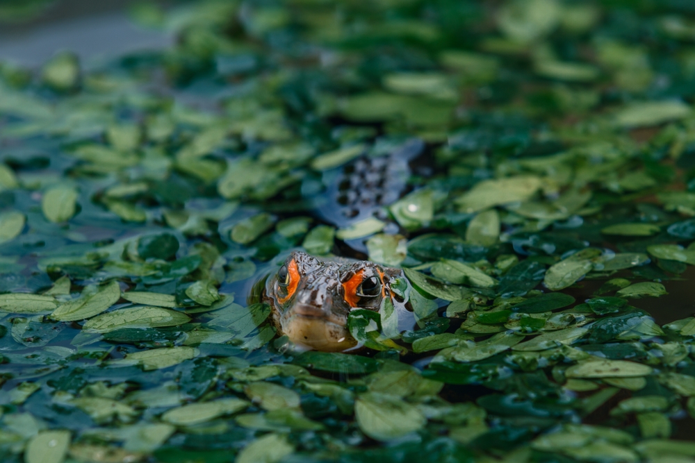 Red-Eyed Crocodile Skink semi-submerged in water