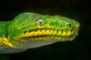 Emerald tree boa head