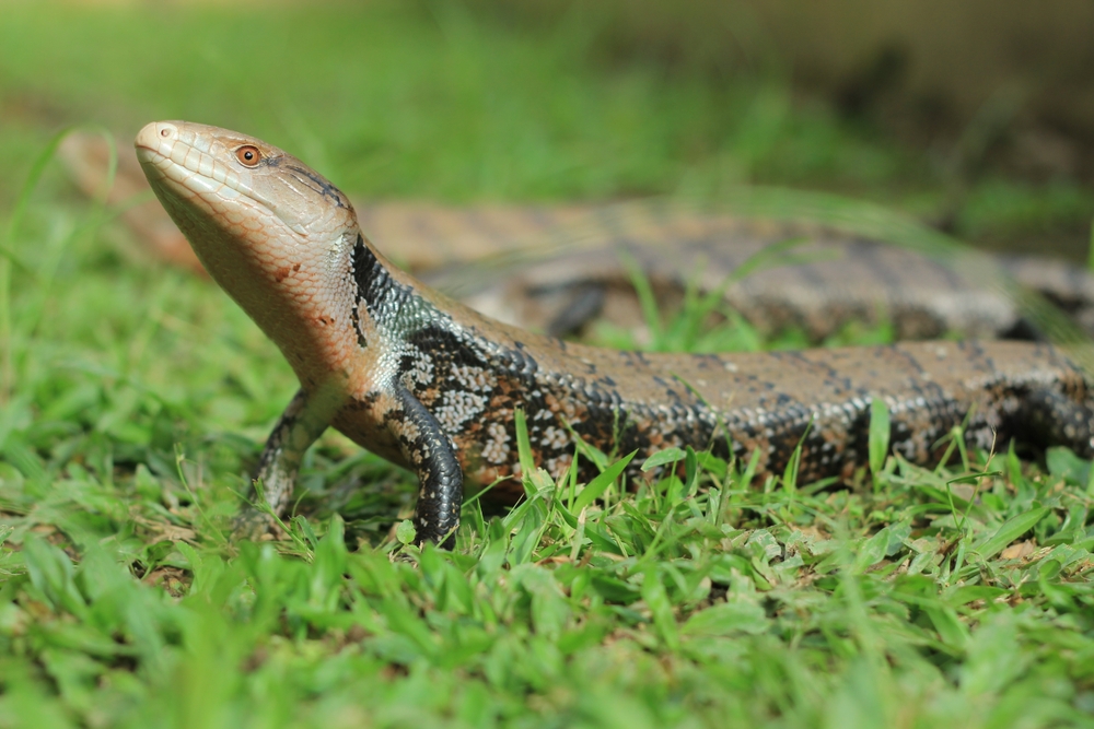 Blue-tongued skink