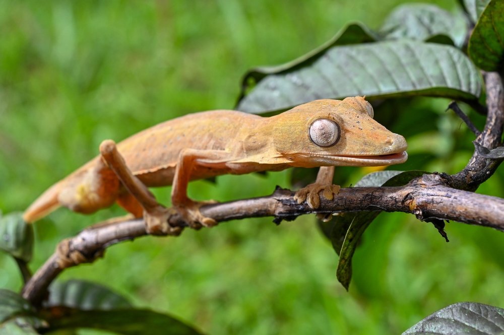 Lined leaf-tailed gecko (Uroplatus lineatus)