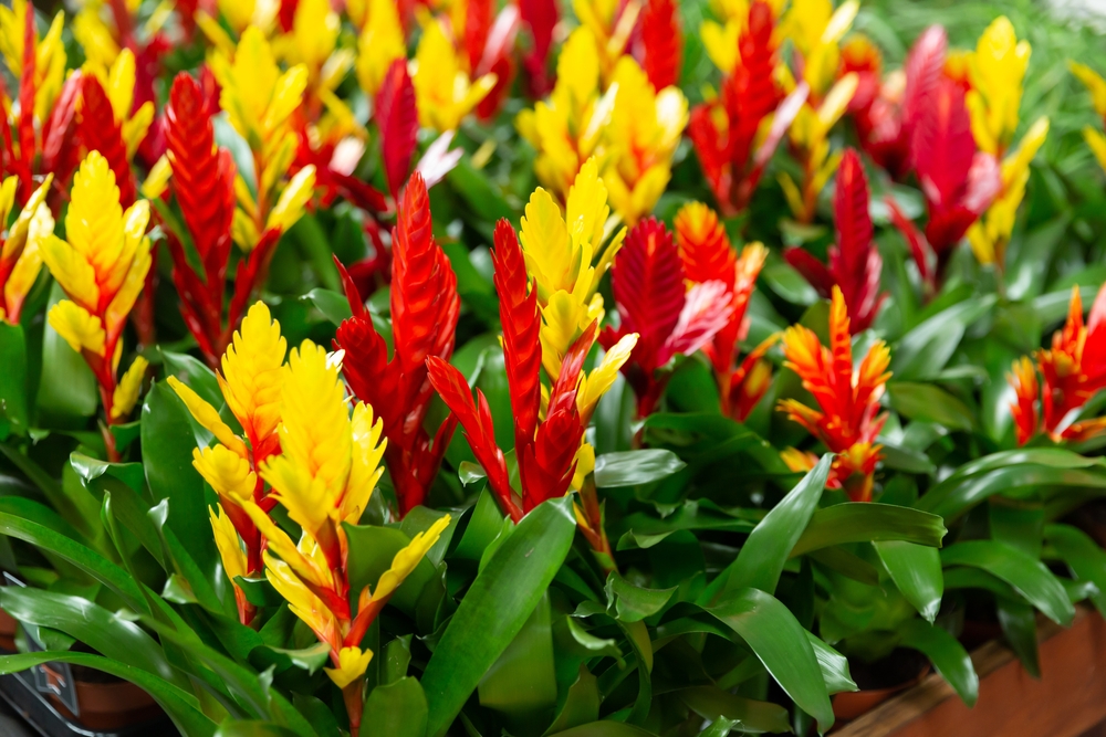 Bromeliads add a splash of colour to a poison dart frog terrarium.