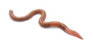 Earthworm (Dendrobaena)