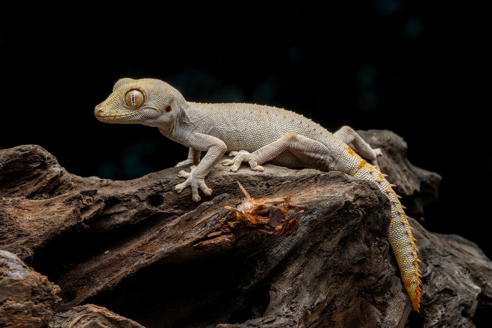Spiny-tailed gecko