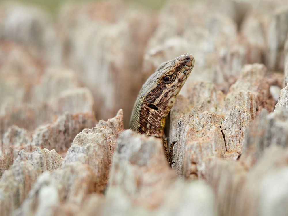 Common wall lizard (Podarcis muralis)