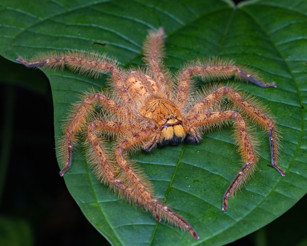 Heteropoda davidbowie. A pop culture reference to David Bowie.