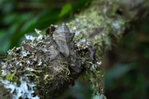 Satanic leaf-tailed gecko (Uroplatus phantasticus) a species of lizards