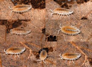 Dwarf White Isopod (Trichorhina Tomentosa)