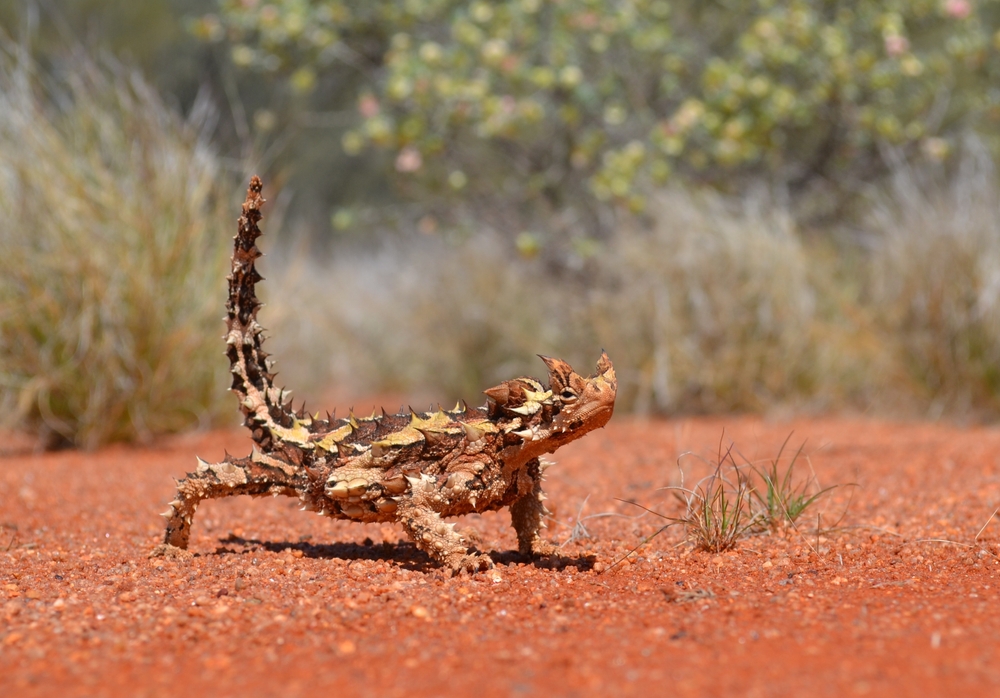 Thorny Devil (Moloch horridus) is within the Dreamtime stories of the Indigenous Peoples of Australia
