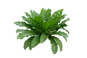 Asplenium nidus (Bird's Nest Fern) ideal for red-eyed crocodile skinks