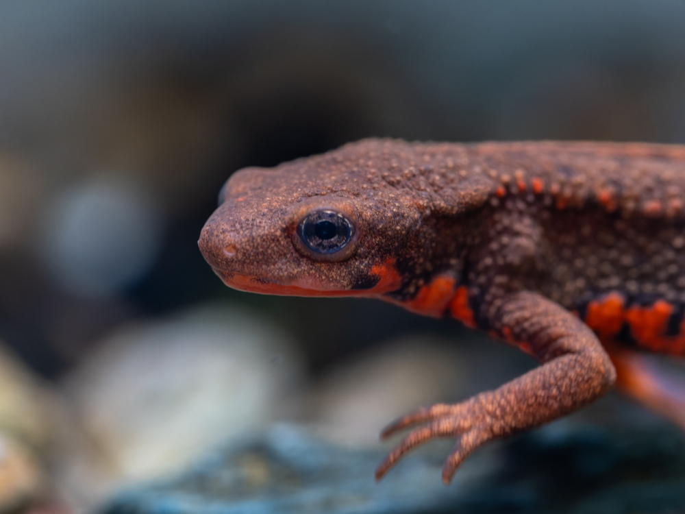 Japanese Fire Bellied Newt