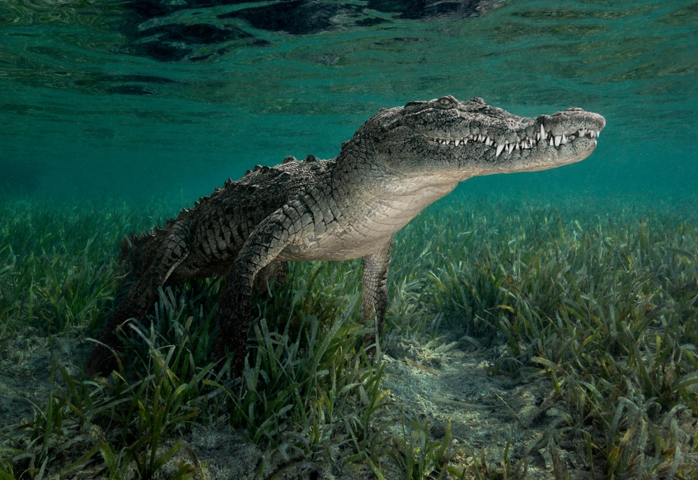 Cuban Crocodile (Crocodylus rhombifer)