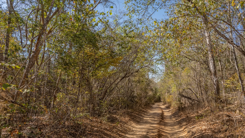 Malagasy ground gecko habitat.
