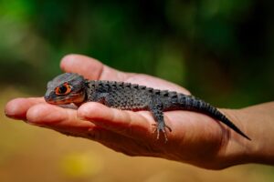 Red-eyed crocodile skink (Tribolonotus gracilis) are a small-sized species (around 16-20 cm in length)