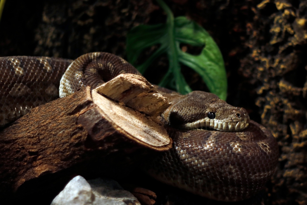 Bredl's Python (Morelia bredli)