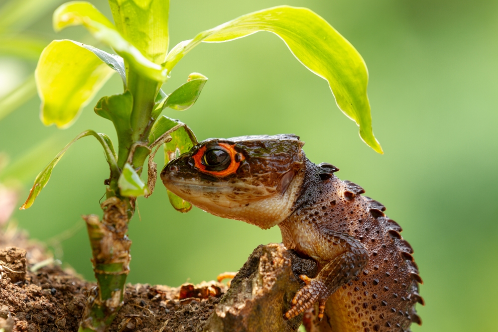 Red-eyed crocodile skinks