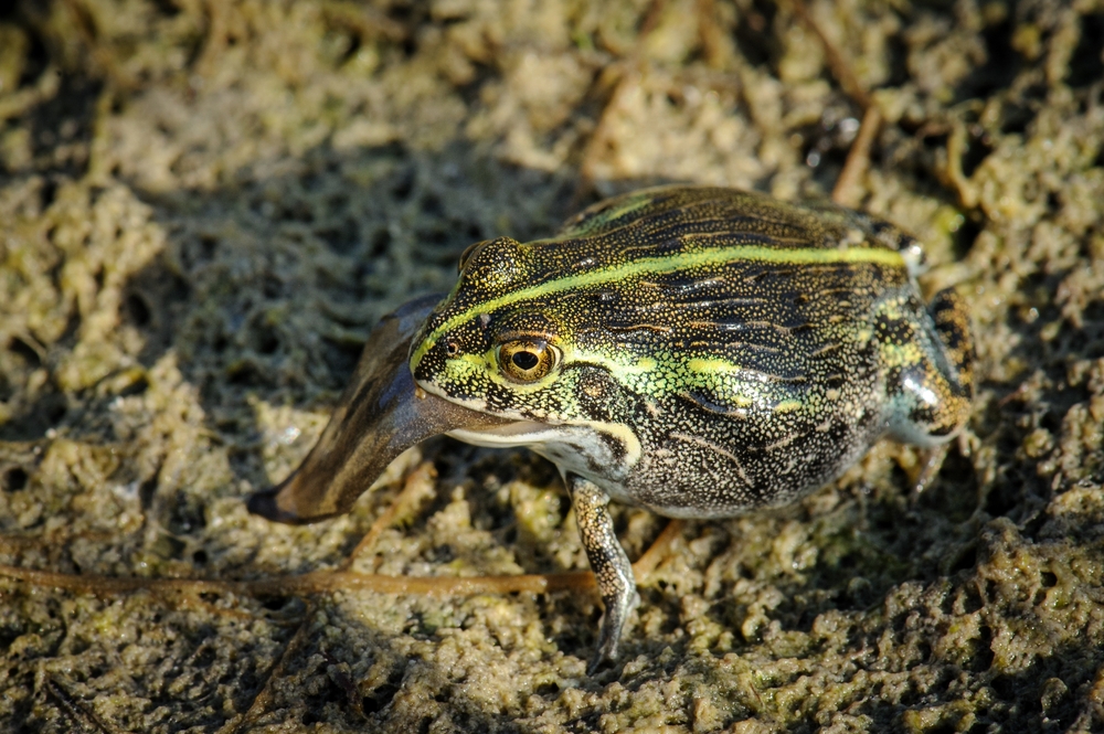 Pyxicephalus are known to be cannibalistic