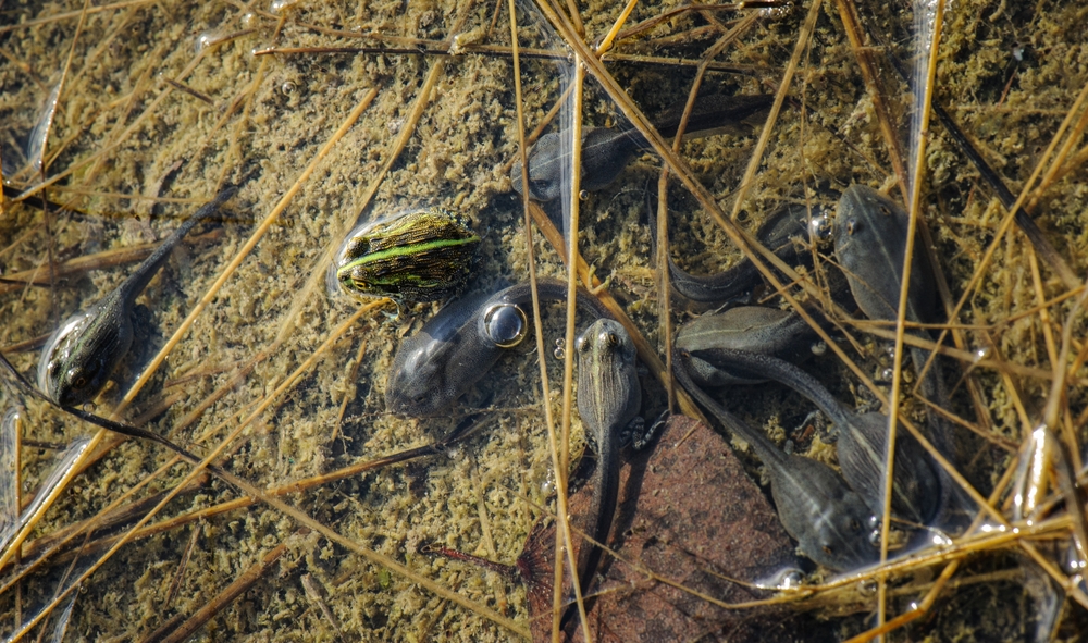 Pyxicephalus tadpoles