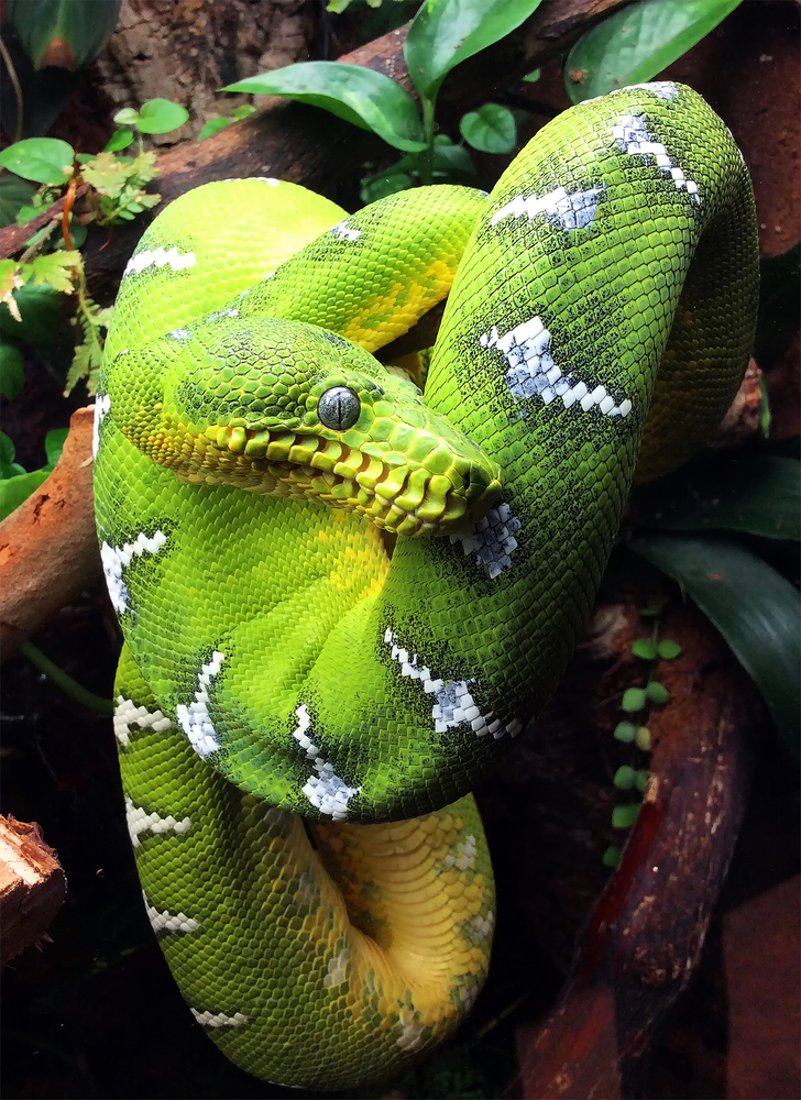 Emerald tree boa (Corallus sp.)